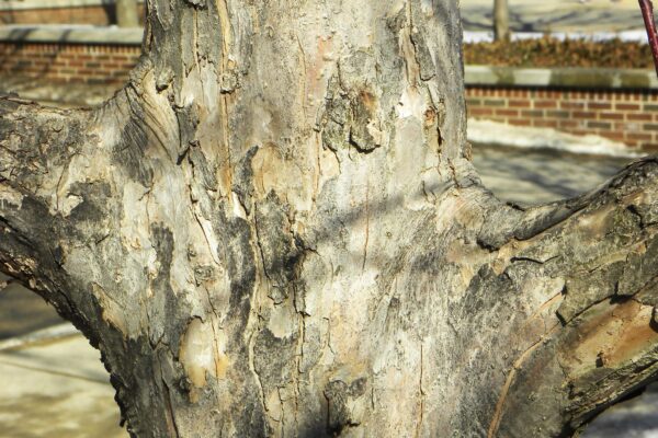 Malus × ′Red Splendor′ - Bark