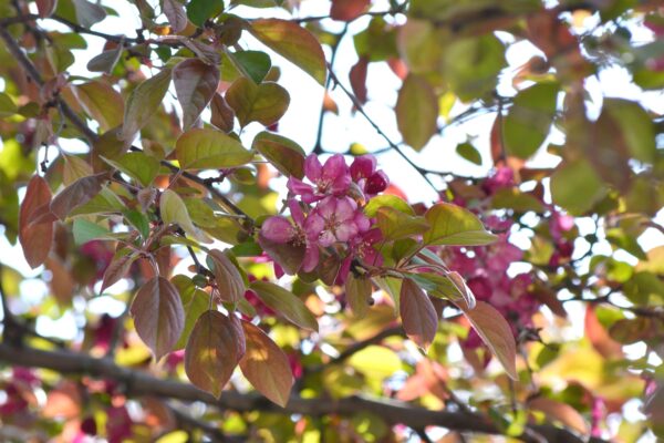 Malus × ′Robinson′ - Flower & Foliage