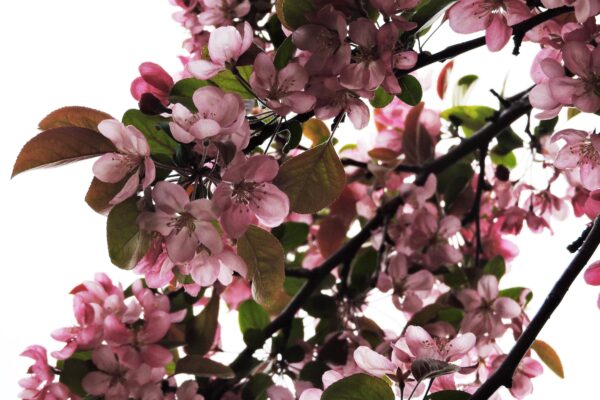 Malus × ′Robinson′ - Flowers