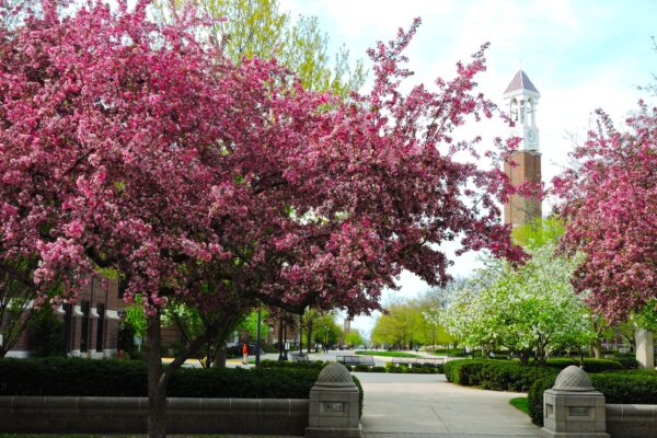 Malus × ′Robinson′ - Flowering Habit