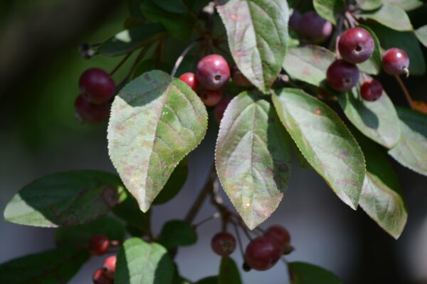 Malus × ′Robinson′ - Foliage and Fruits