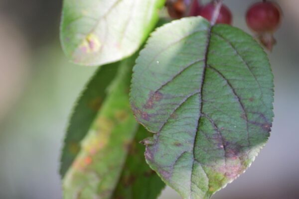 Malus × ′Robinson′ - Leaf
