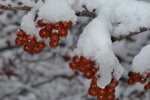 Malus × ′Robinson′ - Fruit - Winter Interest