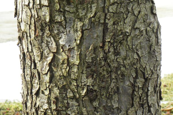 Malus × ′Robinson′ - Bark