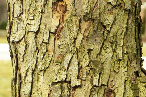 Malus × ′Robinson′ - Bark