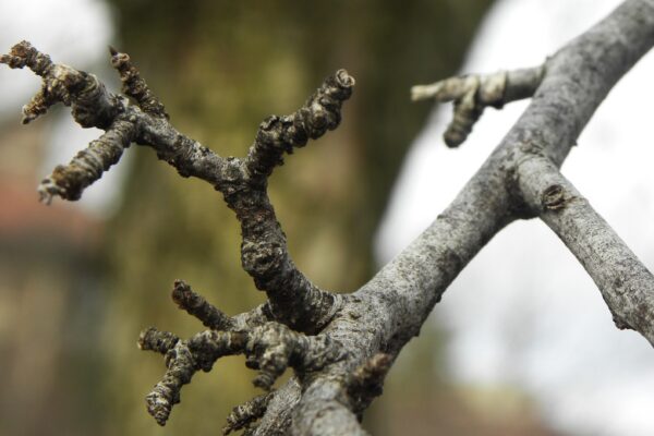 Malus × ′Robinson′ - Buds