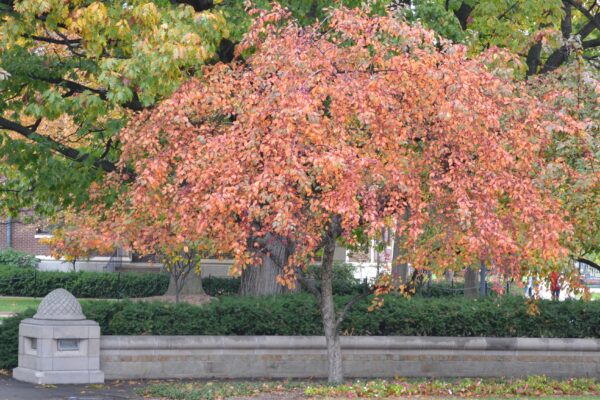 Malus × ′Robinson′ - Overall Fall Tree