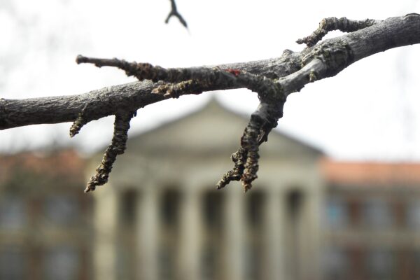 Malus × ′Robinson′ - Twig