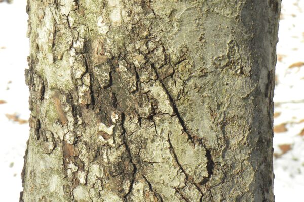 Malus × ′Royal Ruby′ - Bark