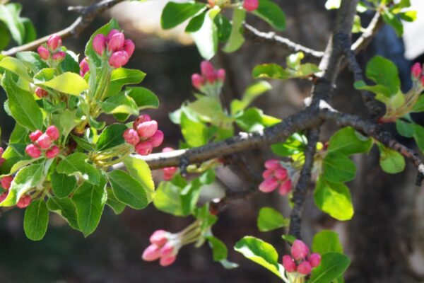 Malus × ′Royal Ruby′ - Blossoms & Foliage