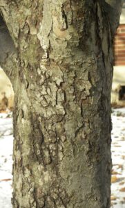 Malus × ′Royal Ruby′ - Bark