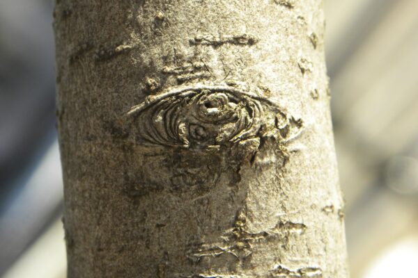 Malus × ′Royal Ruby′ - Branch Bark