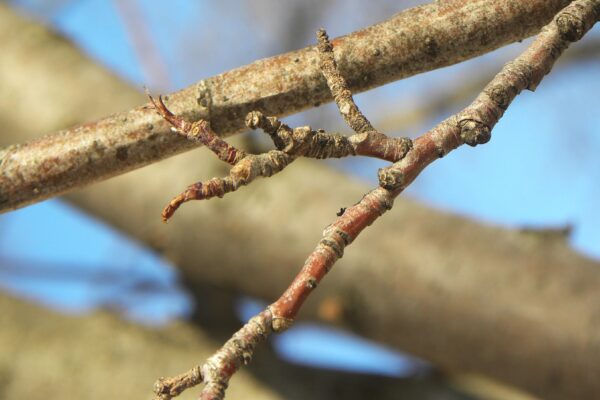 Malus × ′Royal Ruby′ - Buds