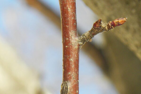 Malus × ′Royal Ruby′ - Buds
