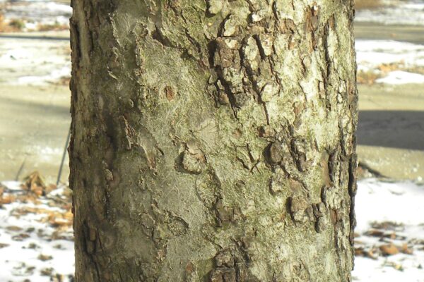 Malus × ′Royal Ruby′ - Bark