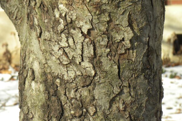 Malus × ′Royal Ruby′ - Bark