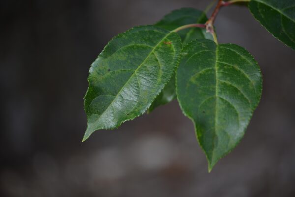 Malus × ′Royal Ruby′ - Leaves