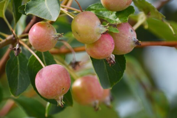 Malus × ′Royal Ruby′ - Unripe Fruit