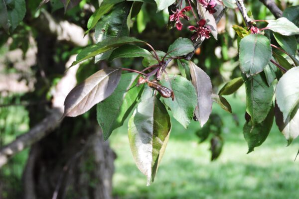 Malus × ′Royalty′ - Foliage