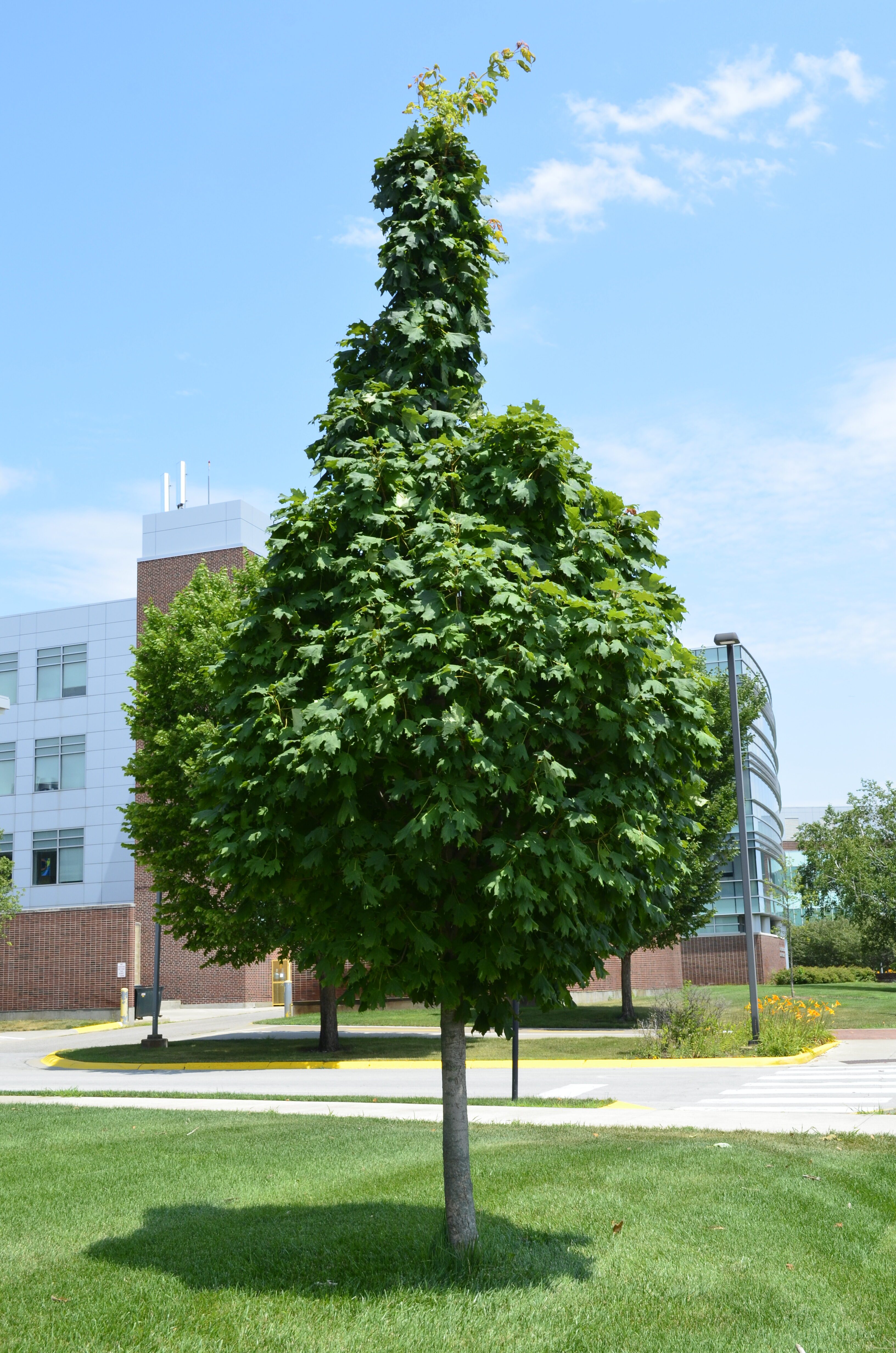 Acer saccharum ‘Barrett Cole’ [sold as Apollo®] (Apollo Sugar Maple ...