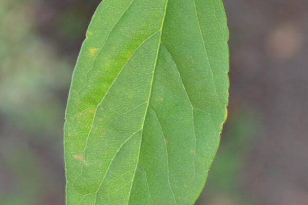 Malus × ′Snowdrift′ - Leaf