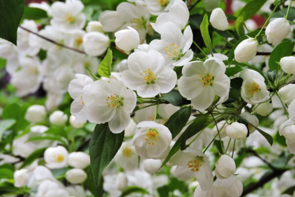 Malus × ′Snowdrift′ - Flowers