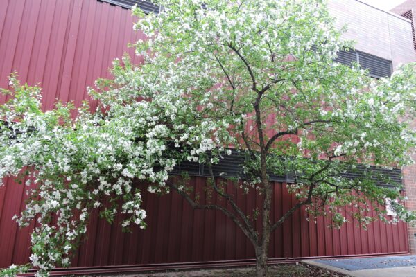 Malus × ′Snowdrift′ - Flowering Habit