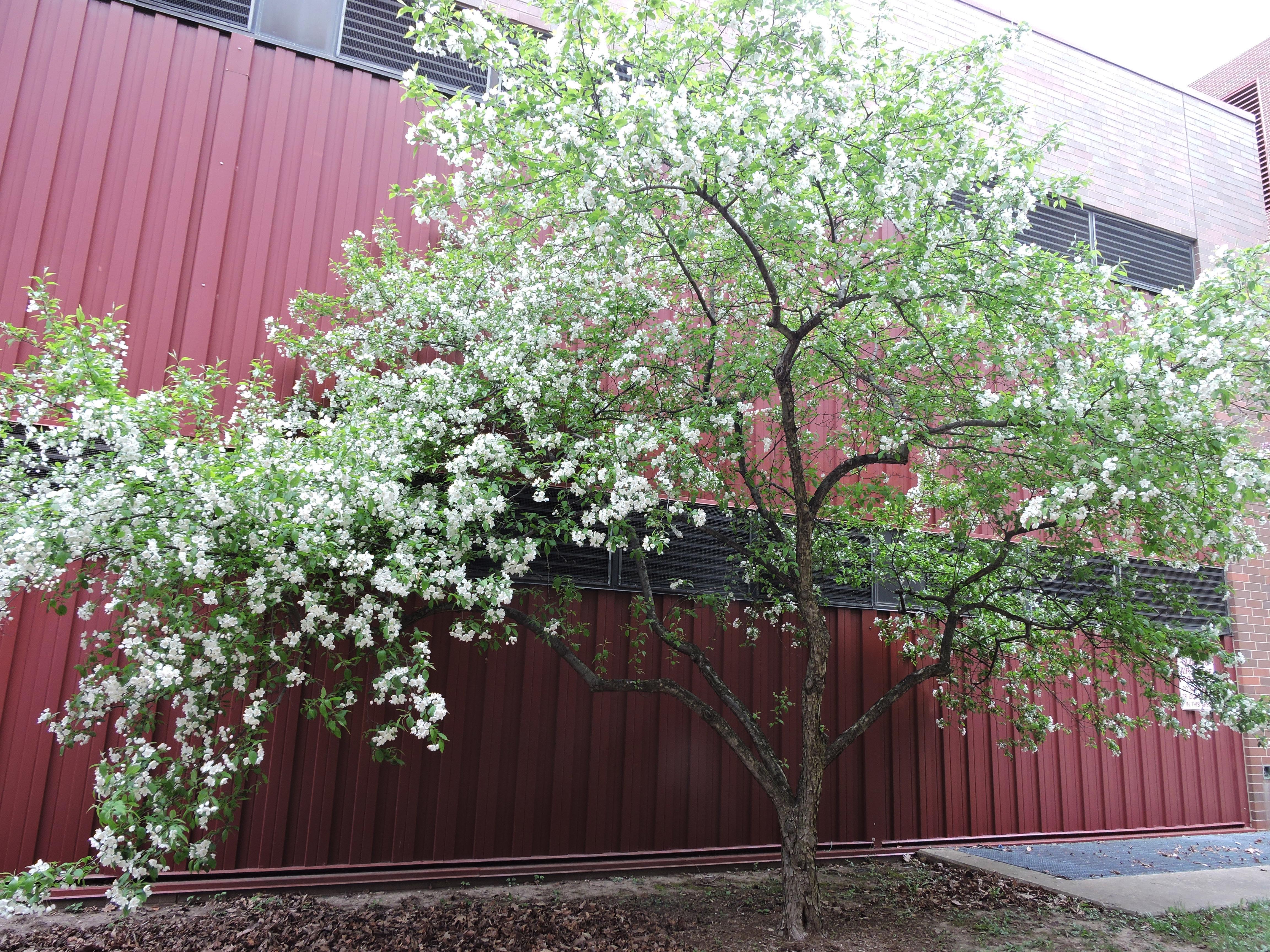 Malus × ‘Snowdrift’ (Snowdrift Flowering Crabapple) – Purdue Arboretum ...