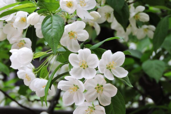 Malus × ′Snowdrift′ - Flowers