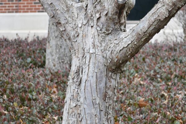 Malus × ′Snowdrift′ - Bark