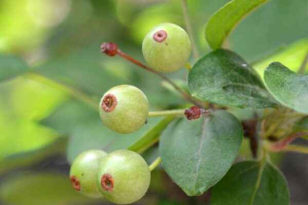 Malus × ′Snowdrift′ - Immature Fruit