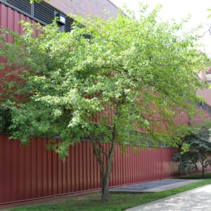 Malus × ′Snowdrift′ - Overall Habit