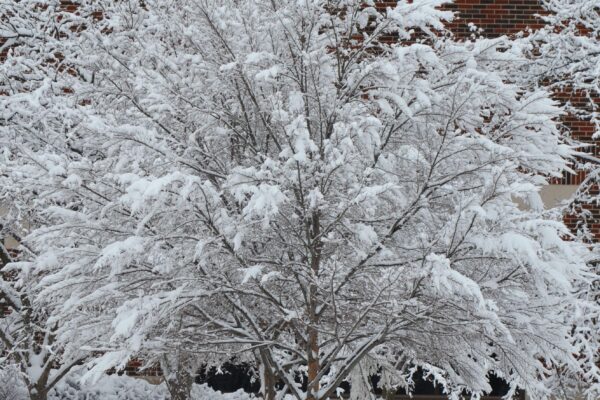 Malus × ′Snowdrift′ - Winter Interest