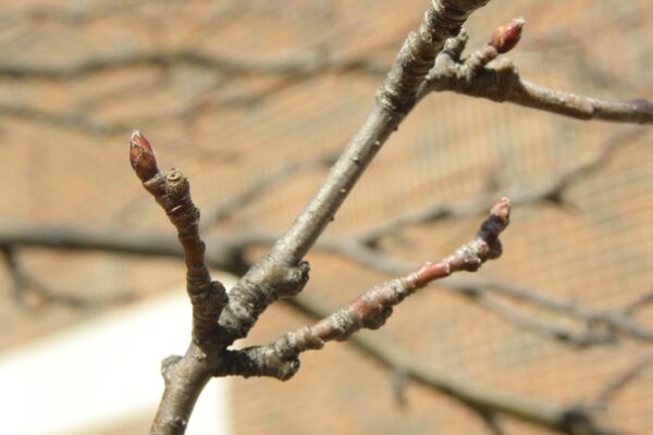 Malus × ′Snowdrift′ - Buds
