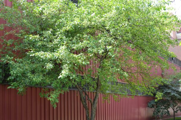 Malus × ′Snowdrift′ - Overall Habit