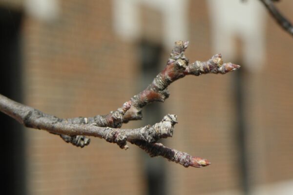 Malus × ′Snowdrift′ - Buds and Spur Growth