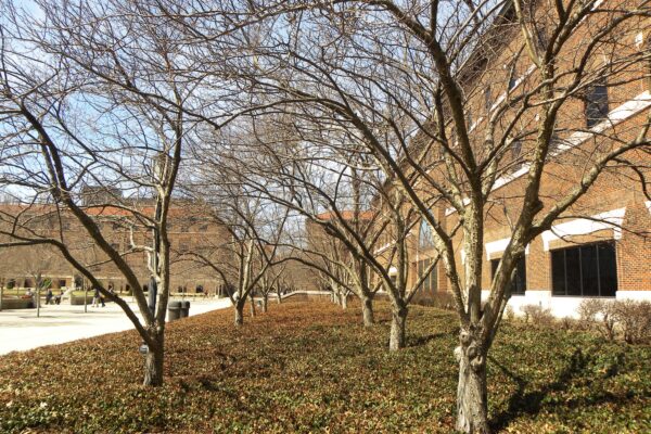 Malus × ′Snowdrift′ - Winter Habit