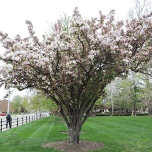 Malus × ′Van Eseltine′ - Flowering Habit