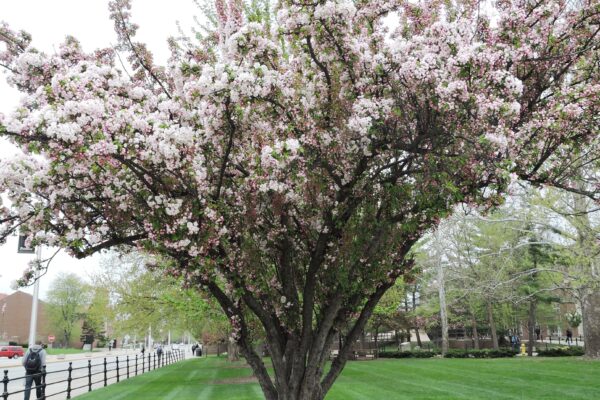 Malus × ′Van Eseltine′ - Flowering Habit