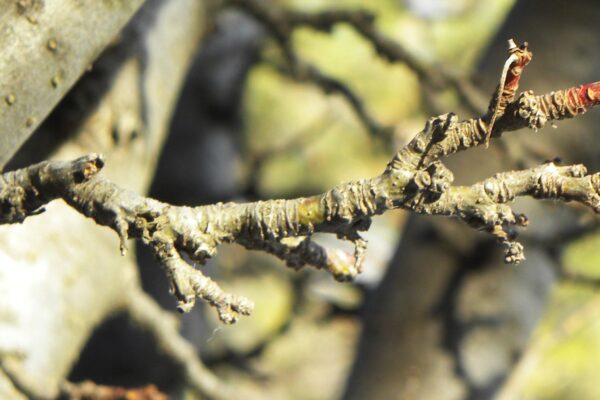 Malus × ′Van Eseltine′ - Buds