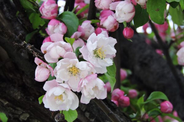 Malus × ′Van Eseltine′ - Flowers