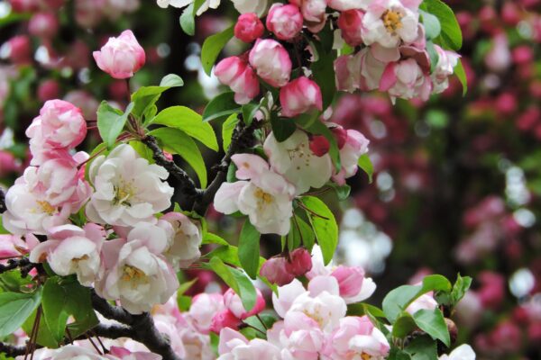 Malus × ′Van Eseltine′ - Flowers and Buds