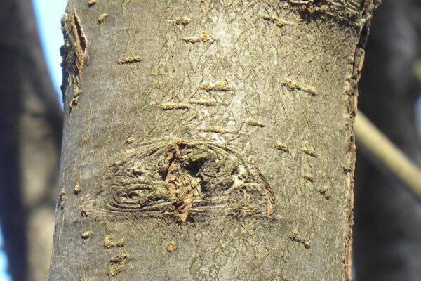 Malus × ′Van Eseltine′ - Bark