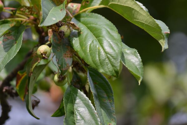 Malus × ′Van Eseltine′ - Foliage