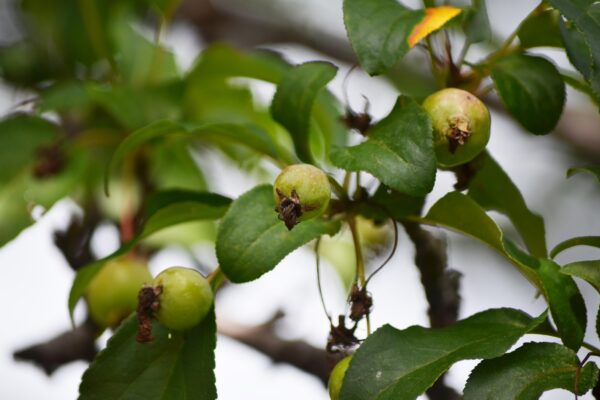 Malus × ′Van Eseltine′ - Unripe Fruit
