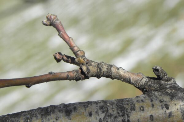 Malus × ′Winter Gold′ - Buds