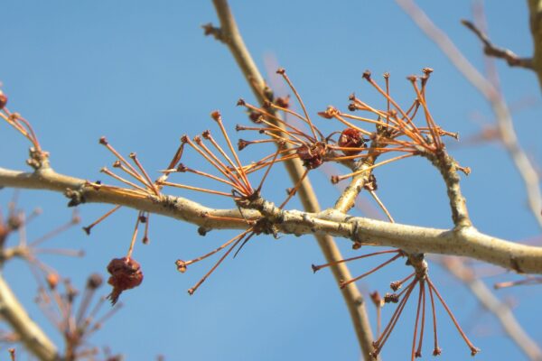 Malus × ′Winter Gold′ - Remnant Fruit Stems