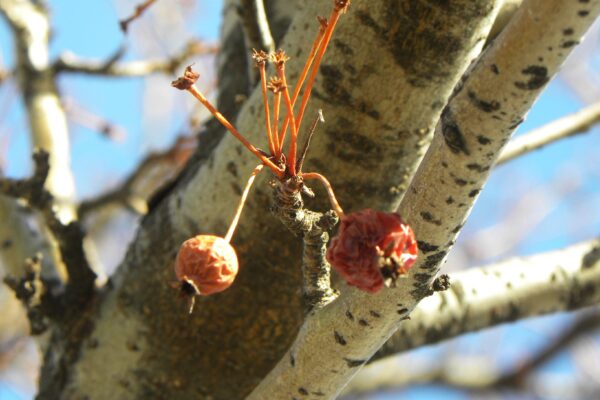 Malus × ′Winter Gold′ - Remnant Fruit