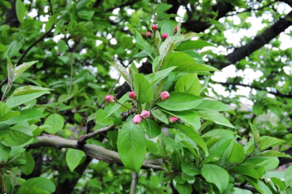 Malus × ′Winter Gold′ - Foliage and Flower Buds