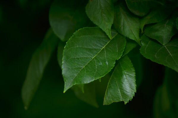 Malus × ′Winter Gold′ - Leaves